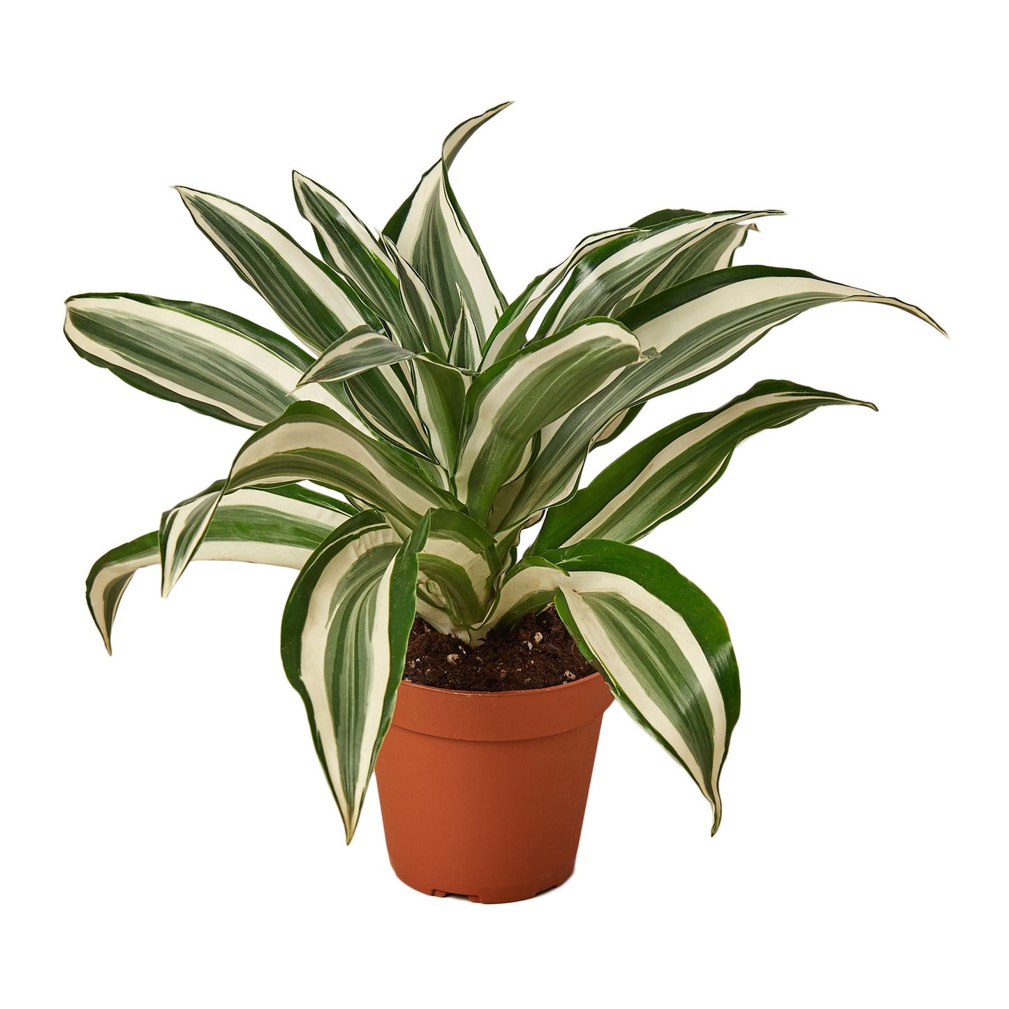 Dracaena 'Warneckii White Jewel' - 4" Pot - NURSERY POT ONLY-0
